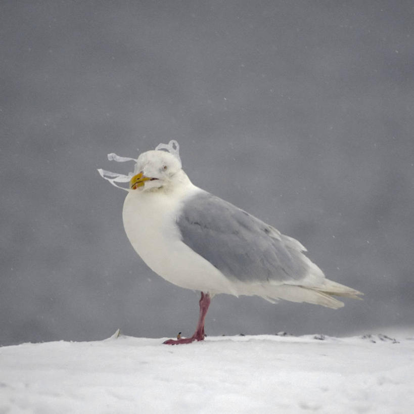 无人,横图,方图,室外,侧面,雪,海鸟,海鸥,鸟,野生动物,羽毛,美国,鸟类,垃圾,动物,摄影,环境,污染,生物学,彩图,水污染,波弗特海