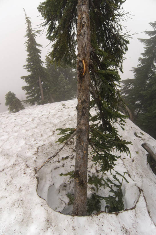 无人,竖图,室外,松树,华盛顿,美国,洞,树,自然,摄影,北美,北美洲,美洲,华盛顿州,卡斯基德山脉,常绿之州,常青州,北亚美利加洲,亚美利加洲,松木,针叶树,彩图,美利坚合众国