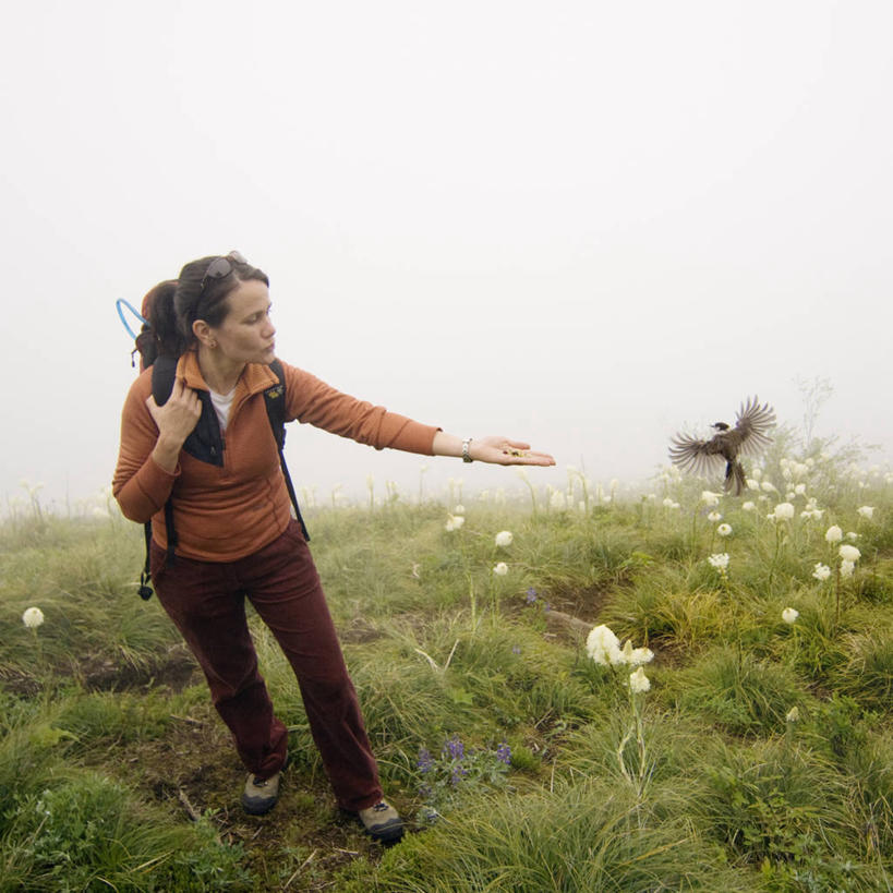 西方人,成年人,中年人,一个人,方图,室外,旅游,度假,山,雾,野生动物,欧洲,华盛顿,美国,欧洲人,仅一个女性,仅一个人,鸟类,小路,野花,娱乐,自然,动物,夏天,仅一个中年女性,享受,休闲,放松,摄影,生物学,北美,北美洲,美洲,华盛顿州,卡斯基德山脉,阿尔卑斯山脉,常绿之州,常青州,北亚美利加洲,亚美利加洲,喂养,冒险,女人,女性,中年女性,白种人,彩图,美利坚合众国,熊草
