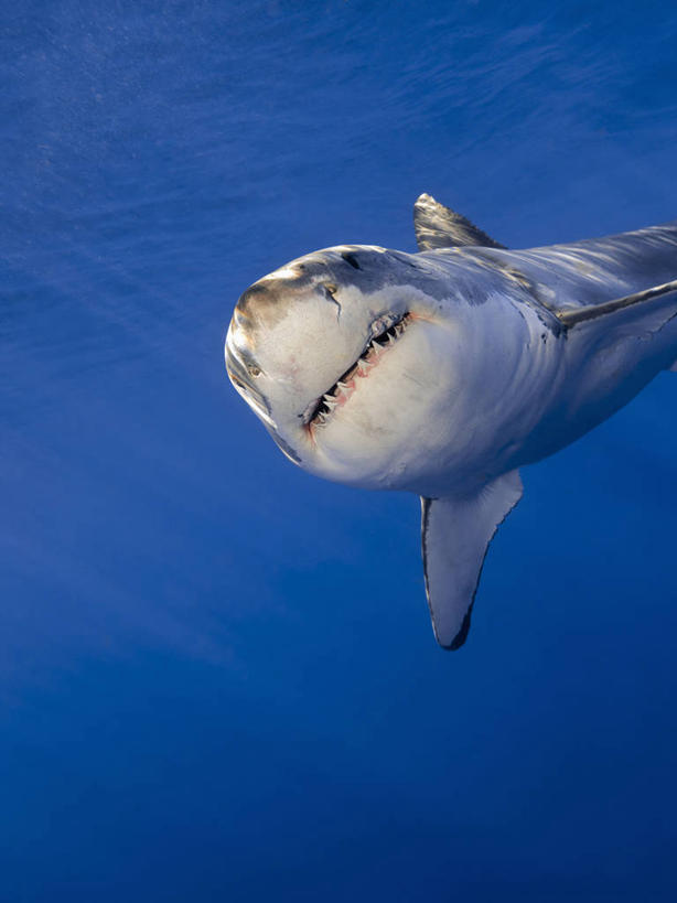 无人,竖图,正面,水下,鲨鱼,野生动物,墨西哥,捕食,鱼类,自然,动物,摄影,太平洋,拉丁美洲,进攻,大白鲨,彩图,软骨鱼纲