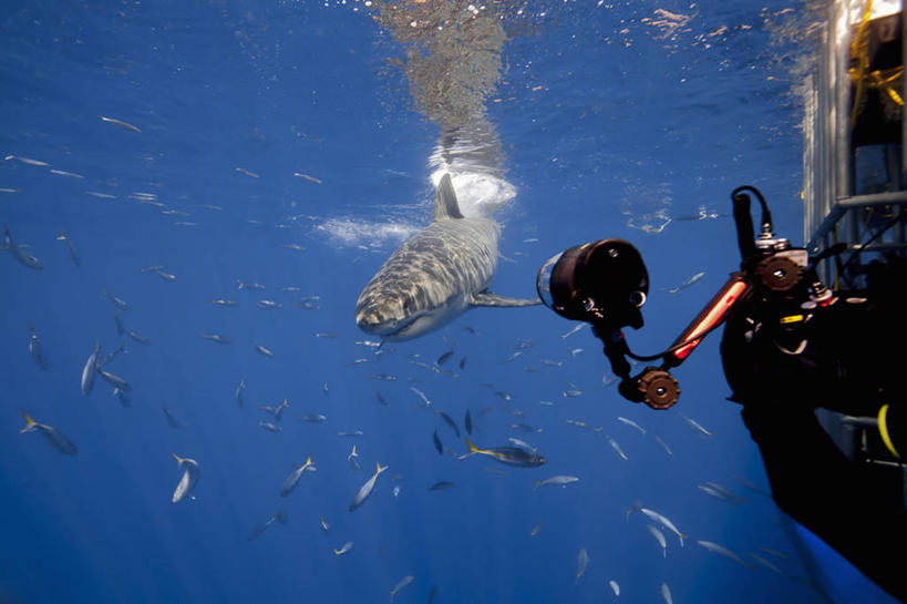一个人,摄影师,横图,正面,水下,鲨鱼,野生动物,墨西哥,捕食,鱼类,拍照,自然,动物,摄影,拉丁美洲,进攻,大白鲨,彩图,水下摄影机,软骨鱼纲