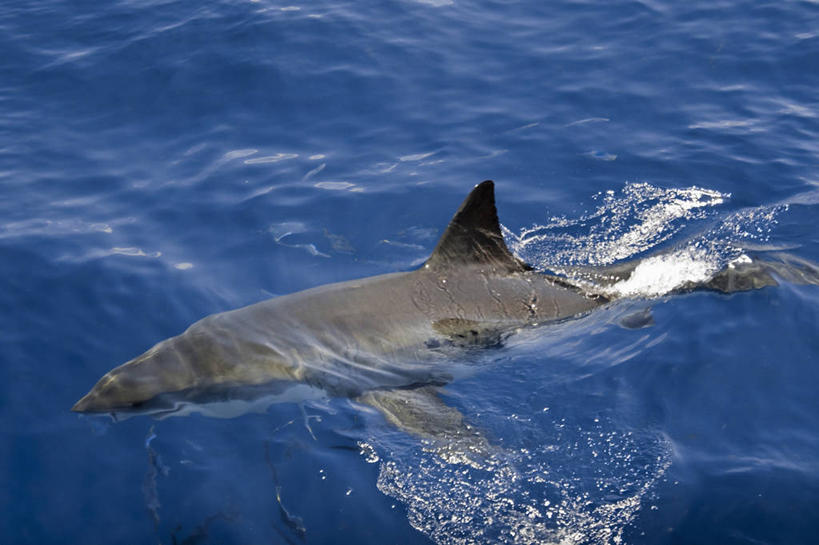 游泳,无人,横图,室外,白天,鲨鱼,野生动物,墨西哥,捕食,鱼类,自然,动物,摄影,太平洋,拉丁美洲,进攻,大白鲨,彩图,软骨鱼纲
