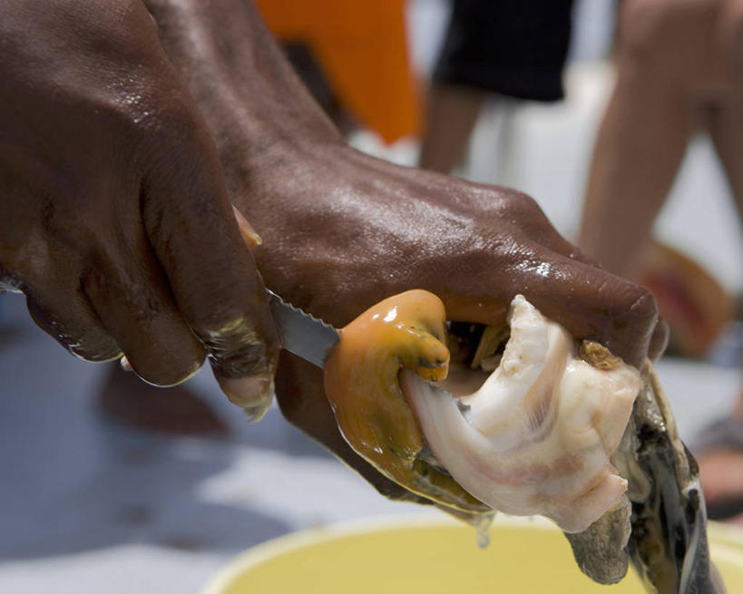 一个人,横图,肉,食品,无脊椎动物,动物,刀,摄影,软体动物,切断,彩图