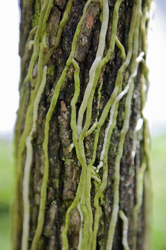 无人,竖图,美国,树干,藤蔓,摄影,北美,北美洲,美洲,佛罗里达,藤蔓植物,佛罗里达州,迈阿密,佛州,阳光州,北亚美利加洲,亚美利加洲,彩图,美利坚合众国,附生植物