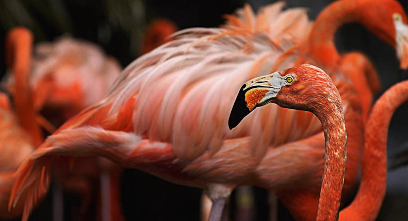 无人,横图,全景,侧面,火烈鸟,粉色,动物,摄影,彩图