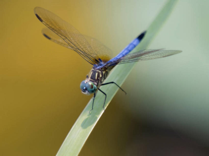 无人,横图,特写,野生动物,美国,蜻蜓,昆虫,草,蓝色,绿色,自然,动物,摄影,肯塔基州,彩图