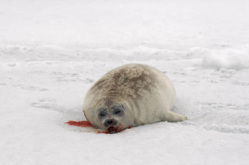 无人,横图,室外,正面,北极,全球变暖,哺乳动物,海豹,野生动物,美国,捕食,冰,食品,自然,动物,浮冰,血液,摄影,气象,环境,死亡,气候,彩图,传统文化,环斑海豹,冰架
