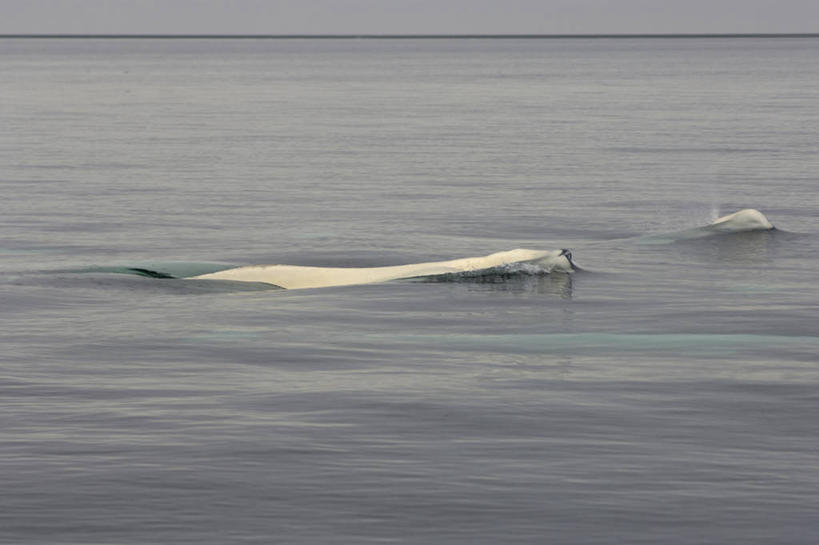 游泳,无人,横图,室外,北极,海洋,水,全球变暖,哺乳动物,野生动物,美国,三只,自然,动物,摄影,鲸,环境,迁徙,白鲸,海景,鲸类,彩图