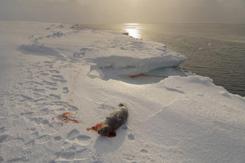 无人,横图,室外,北极,水,全球变暖,哺乳动物,海豹,野生动物,美国,捕食,冰,食品,自然,动物,浮冰,血液,摄影,气象,环境,死亡,气候,彩图,传统文化,环斑海豹,冰架