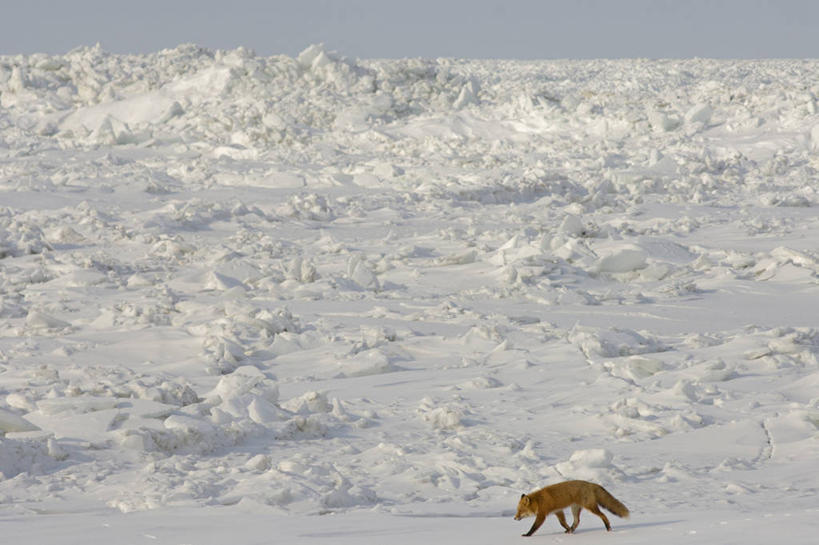 无人,横图,室外,侧面,北极,雪,全球变暖,哺乳动物,狐狸,野生动物,美国,捕食,冰,自然,动物,浮冰,摄影,气象,环境,气候,杂食动物,斗篷,红狐,彩图,冰架