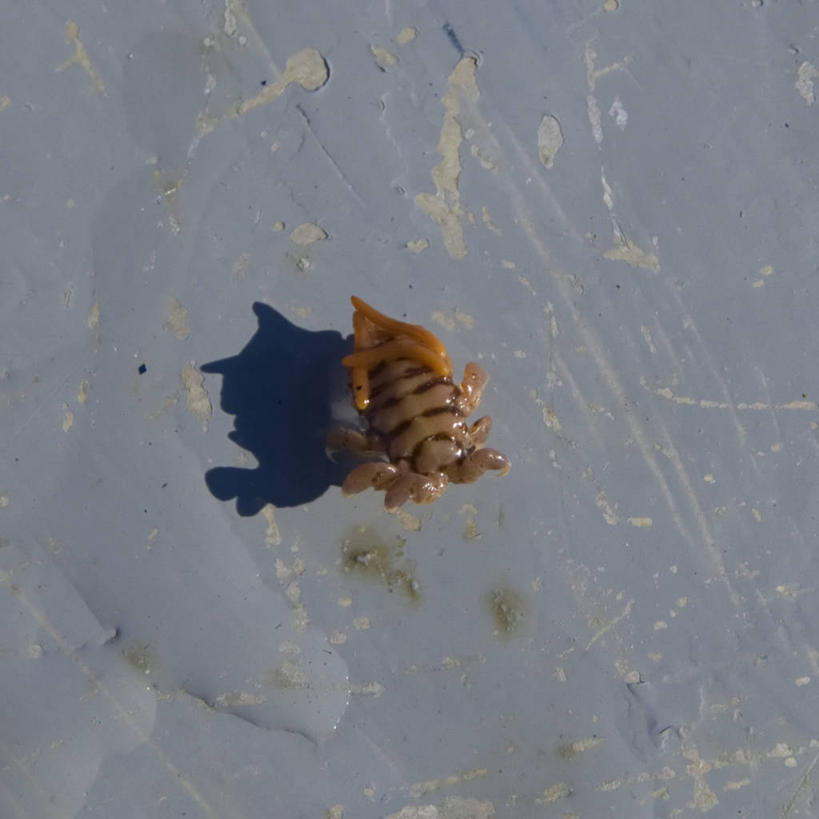 无人,方图,特写,北极,全球变暖,野生动物,美国,无脊椎动物,自然,动物,摄影,生物学,甲壳动物,彩图