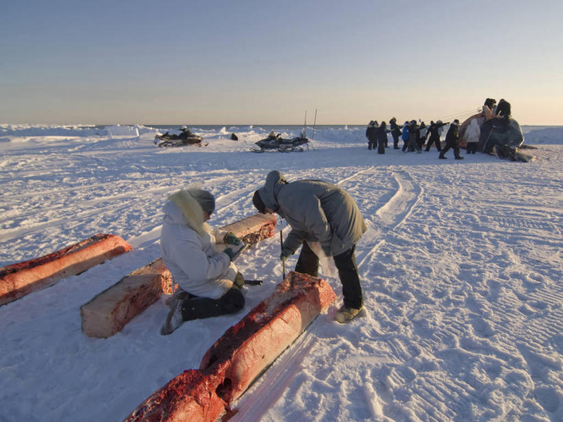 成年人,中年人,两个人,科学家,横图,室外,数据,北极,全球变暖,哺乳动物,野生动物,美国,研究,科学,捕食,冰,肉,食品,自然,动物,浮冰,血液,摄影,鲸,环境,生物学,收集,因纽特人,北极露脊鲸,生物学家,男人,中年男性,彩图,传统文化,冰架
