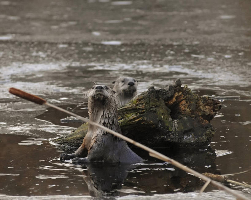 无人,横图,室外,玉兰花,哺乳动物,野生动物,水獭,美国,捕食,自然,动物,两只,摄影,生物学,北美,北美洲,美洲,海獭,华盛顿州,西雅图,普吉特海湾,辛夷,北亚美利加洲,亚美利加洲,木兰花,潘塔纳尔湿地,玉兰,应春花,木兰,白玉兰,玉树,彩图,美利坚合众国,望春,玉堂春