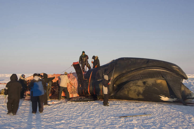 成年人,中年人,横图,室外,北极,全球变暖,哺乳动物,野生动物,美国,捕食,冰,肉,食品,自然,动物,浮冰,乘务员,摄影,鲸,气象,环境,死亡,气候,殒命,灭亡,因纽特人,北极露脊鲸,男人,中年男性,彩图,传统文化,冰架