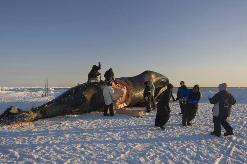 成年人,中年人,横图,室外,北极,全球变暖,哺乳动物,野生动物,美国,捕食,冰,肉,食品,自然,动物,浮冰,乘务员,摄影,鲸,气象,环境,气候,因纽特人,北极露脊鲸,男人,中年男性,彩图,传统文化,冰架