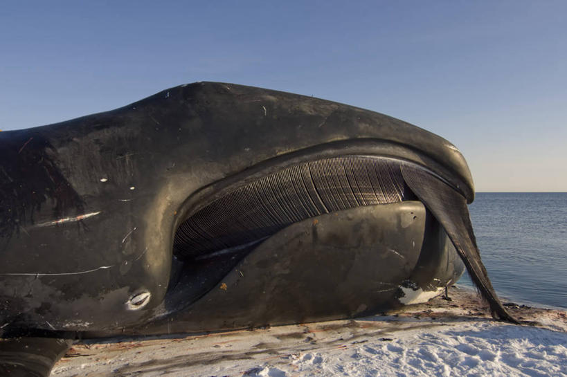 无人,横图,室外,侧面,北极,全球变暖,哺乳动物,野生动物,美国,冰,食品,自然,动物,浮冰,摄影,鲸,气象,环境,死亡,生物学,气候,殒命,灭亡,北极露脊鲸,彩图,传统文化,冰架