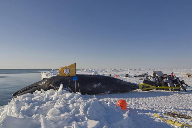 成年人,中年人,四个人,人群,横图,室外,留白,北极,全球变暖,哺乳动物,野生动物,旗帜,美国,冰,食品,自然,动物,浮冰,乘务员,力量,摄影,鲸,气象,环境,气候,因纽特人,北极露脊鲸,男人,中年男性,彩图,传统文化,冰架