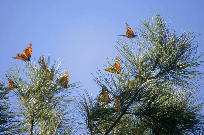 无人,横图,室外,白天,留白,蝴蝶,美国,休息,摄影,黑脉金斑蝶,迁徙,加利福尼亚,针叶树,彩图