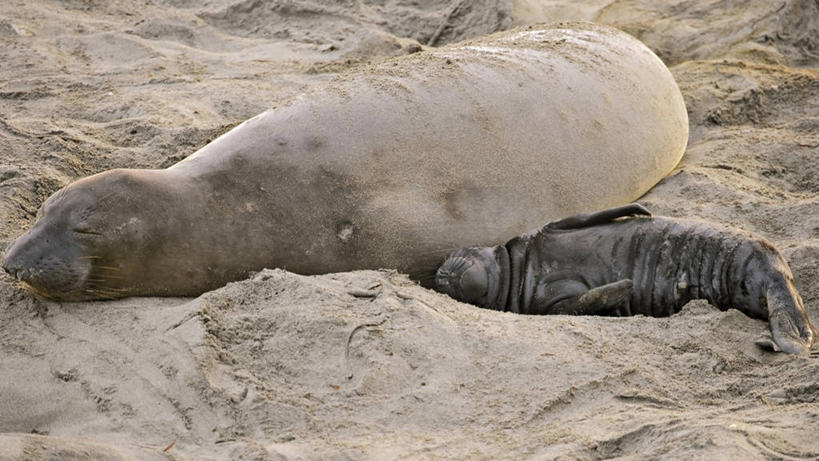 无人,横图,室外,白天,满意,美国,沙子,动物,两只,摄影,加利福尼亚,母牛,圣西蒙,海滩,彩图