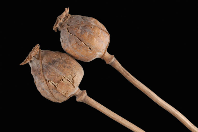 无人,横图,特写,罂粟,两个,摄影,犯罪,鸦片,彩图,影棚拍摄