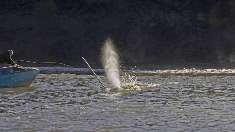游泳,成年人,中年人,一个人,横图,室外,北极,水,哺乳动物,野生动物,美国,仅一个男性,仅一个人,仅一个中年男性,食品,自然,动物,摄影,鲸,鱼叉,迁徙,暴力,白鲸,鲸类,猎人,因纽特人,男人,男性,中年男性,彩图,波弗特海,传统文化