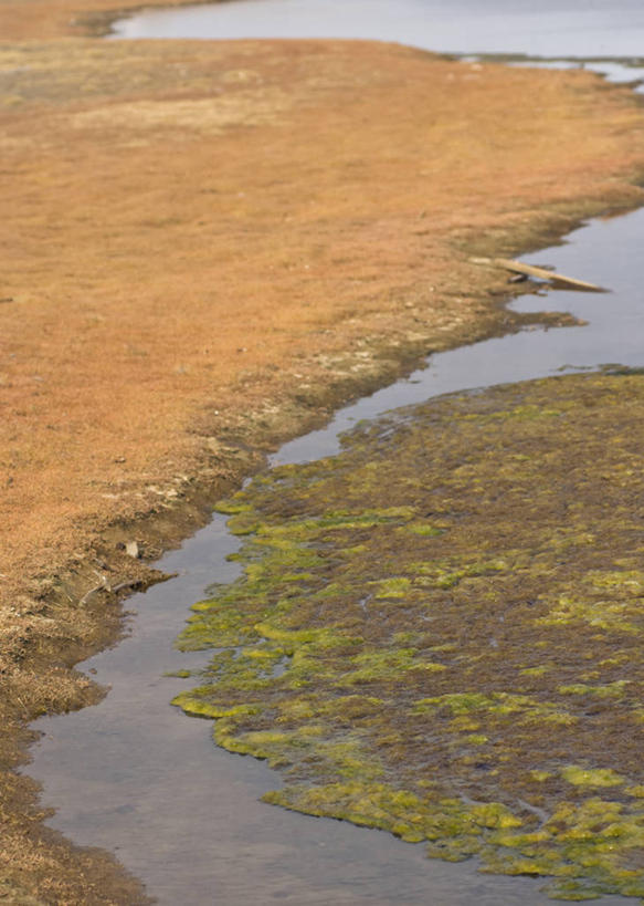 无人,竖图,室外,白天,海洋,水,美国,小溪,自然,生物,摄影,灌木,海草,藻类,地貌,国家野生动物保护区,海滩,彩图,冻原