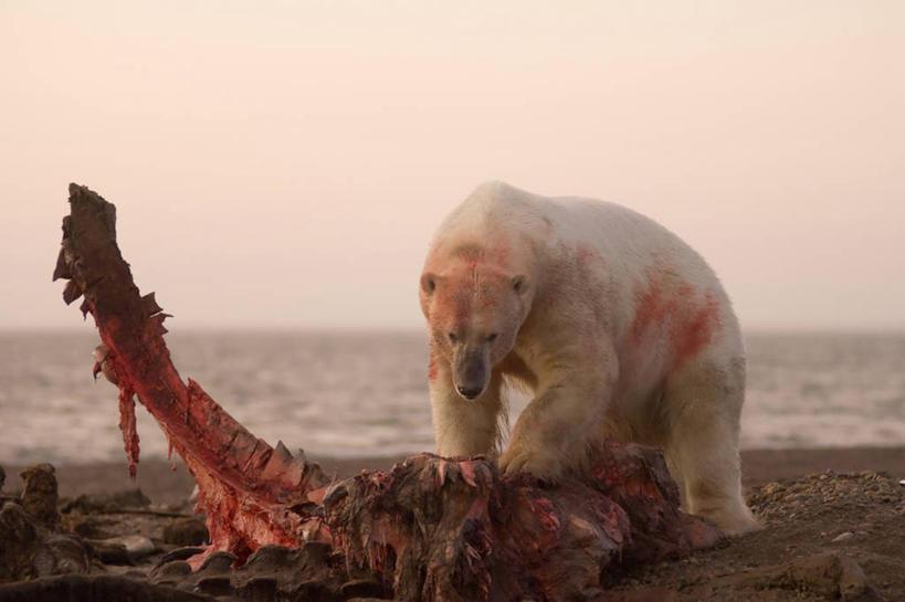 无人,横图,室外,白天,日出,全球变暖,北极熊,哺乳动物,野生动物,熊,美国,科学,捕食,肉,骨头,自然,动物,血液,摄影,鲸,保护,环境,生存,国家野生动物保护区,北极露脊鲸,濒危物种,海滩,彩图,弱点,卡克托维克
