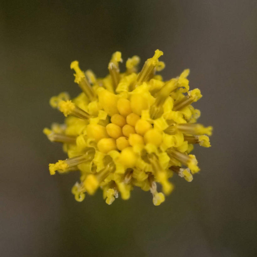 无人,方图,特写,全球变暖,向日葵,美国,野花,花,自然,摄影,国家野生动物保护区,彩图