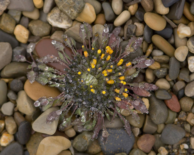 无人,横图,室外,特写,向日葵,美国,野花,花,自然,摄影,国家野生动物保护区,彩图
