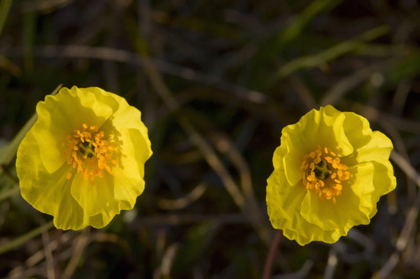 无人,横图,室外,特写,白天,全球变暖,美国,野花,花,两个,自然,摄影,国家野生动物保护区,彩图,拉普兰罂粟,极地罂粟