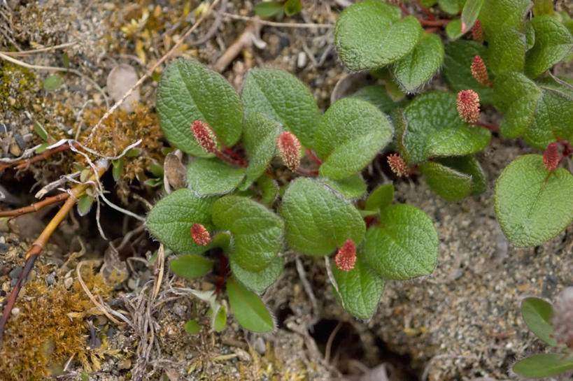 无人,横图,室外,特写,全球变暖,美国,野花,花,自然,摄影,国家野生动物保护区,彩图