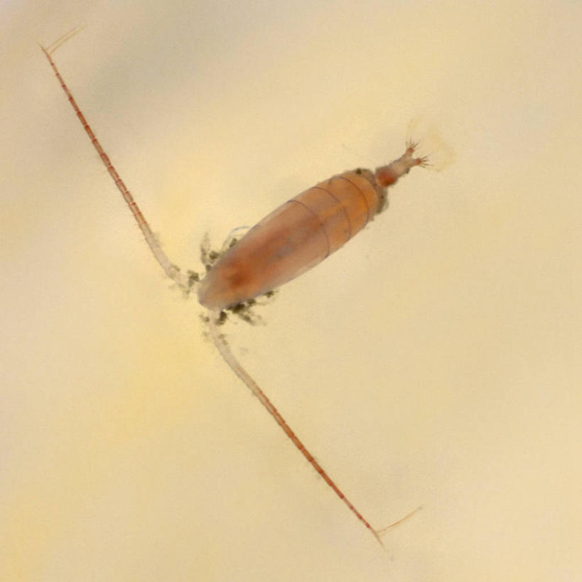 无人,方图,特写,水下,野生动物,美国,无脊椎动物,自然,动物,摄影,生物学,北冰洋,彩图,食物链,波弗特海