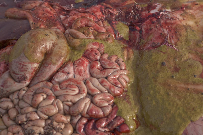 无人,横图,特写,北极,野生动物,美国,食品,动物,血液,摄影,生物学,胆汁,驯鹿,彩图