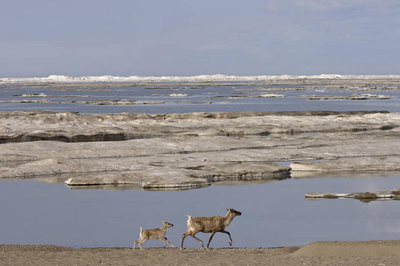 无人,横图,室外,白天,侧面,北极,水,全球变暖,哺乳动物,鹿,野生动物,美国,融化,冰,自然,动物,两只,摄影,食草动物,迁徙,生物学,鹿角,小鹿,小牛,母牛,国家野生动物保护区,海滩,驯鹿,步行,彩图,波弗特海,弱点,冻原