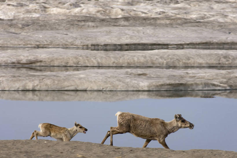 无人,横图,室外,白天,侧面,北极,水,全球变暖,哺乳动物,鹿,野生动物,美国,融化,冰,自然,动物,两只,摄影,食草动物,气象,迁徙,生物学,气候,鹿角,小鹿,小牛,母牛,国家野生动物保护区,海滩,驯鹿,步行,彩图,波弗特海,弱点,冻原