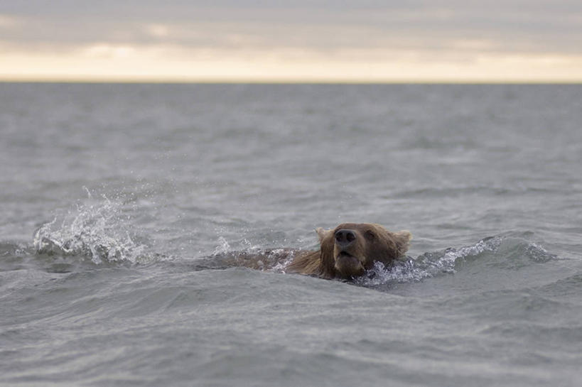 成年人,无人,横图,室外,白天,哺乳动物,野生动物,美国,自然,动物,摄影,棕熊,彩图
