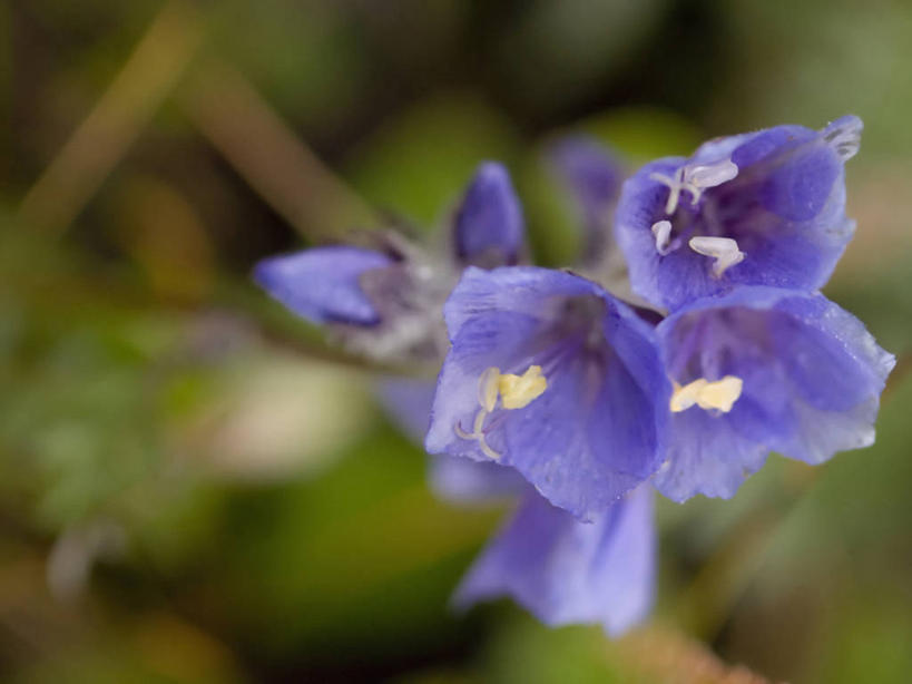 无人,横图,室外,特写,全球变暖,美国,野花,花,自然,摄影,国家野生动物保护区,彩图