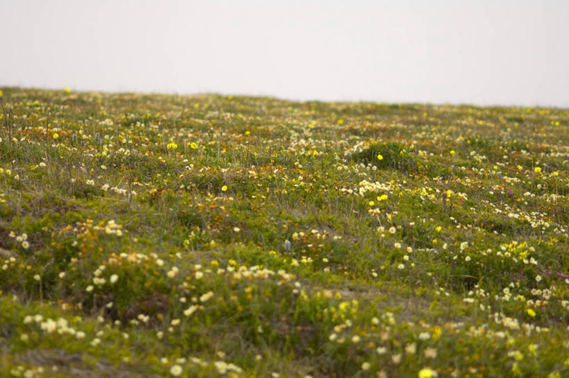 无人,横图,室外,白天,草地,全球变暖,美国,野花,草,花,自然,夏天,摄影,国家野生动物保护区,彩图,冻原