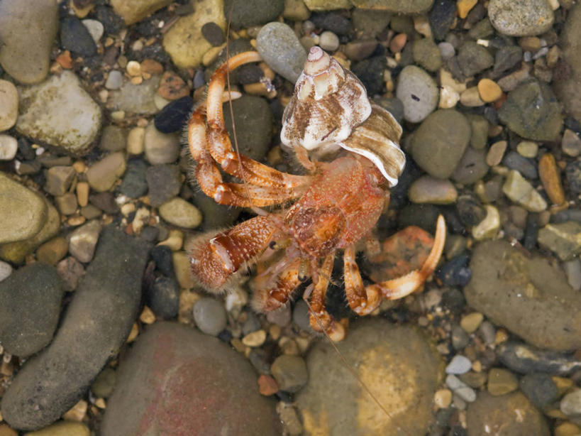 蟹,成年人,无人,横图,俯视,特写,北极,水下,海洋,水,全球变暖,野生动物,美国,螃蟹,寄居蟹,北,无脊椎动物,自然,动物,摄影,生物学,北冰洋,节肢动物,白住房,干住屋,甲壳动物,海滩,岩石,彩图,高角度拍摄,食物链,波弗特海