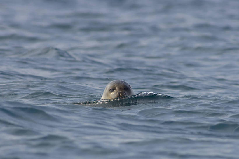 游泳,无人,横图,室外,白天,北极,水,全球变暖,哺乳动物,海豹,野生动物,美国,自然,动物,摄影,生物学,彩图,环斑海豹