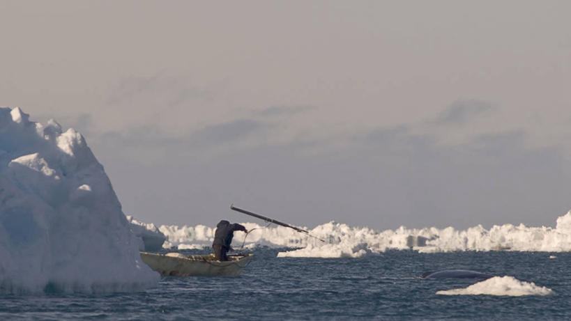 游泳,成年人,中年人,一个人,横图,室外,白天,留白,北极,水,全球变暖,船,哺乳动物,海豹,野生动物,美国,仅一个男性,仅一个人,仅一个中年男性,捕食,冰,自然,动物,浮冰,武器,可爱,运输,摄影,活泼,鲸,气象,鱼叉,环境,生物学,气候,带领,猎人,因纽特人,北极露脊鲸,濒危物种,男人,男性,中年男性,彩图,传统文化,弱点,冰架