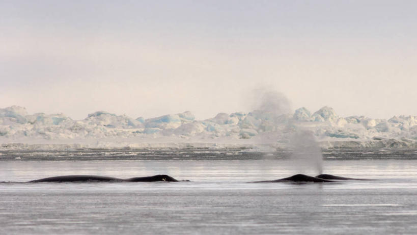 游泳,无人,横图,室外,白天,北极,水,雪,全球变暖,哺乳动物,野生动物,美国,飞溅,冰,自然,动物,摄影,鲸,环境,生物学,带领,北极露脊鲸,彩图,旅行