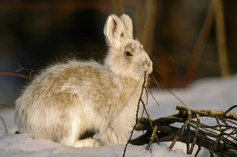 无人,横图,室外,白天,侧面,北极,雪,哺乳动物,野生动物,美国,自然,动物,摄影,食草动物,气象,生物学,气候,野兔,家兔,雪兔,喂养,布鲁克斯山脉,彩图,冻原