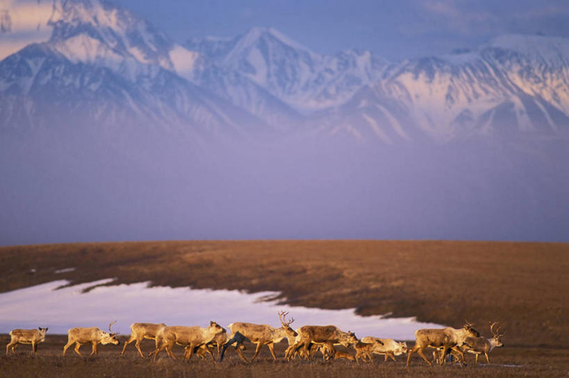 无人,横图,室外,白天,留白,山,雪,全球变暖,哺乳动物,鹿,野生动物,美国,一群,许多,山顶,很多,风景,自然,动物,工业,摄影,食草动物,环境,迁徙,生物学,鹿角,小鹿,小牛,发展,母牛,国家野生动物保护区,濒危物种,布鲁克斯山脉,驯鹿,步行,彩图,旅行,弱点,冻原