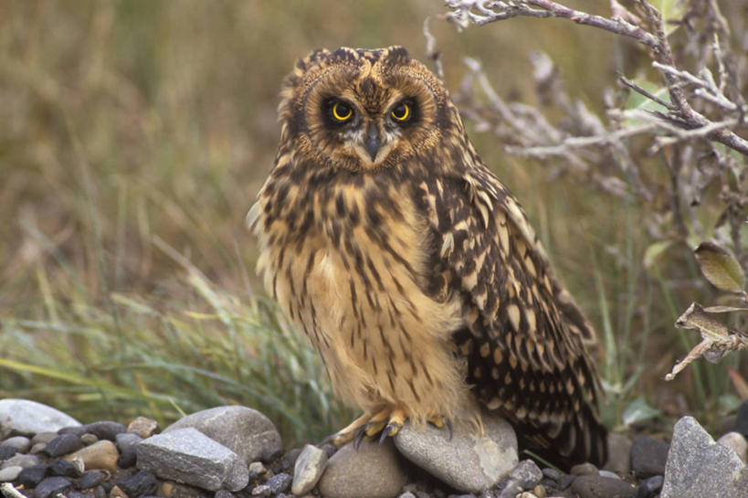 无人,横图,室外,白天,正面,路,猫头鹰,野生动物,羽毛,美国,鸟类,捕食,自然,动物,摄影,生物学,短耳枭,布鲁克斯山脉,彩图