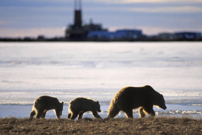 无人,横图,室外,白天,侧面,北极,雪,全球变暖,哺乳动物,野生动物,熊,美国,三只,捕食,海岸线,小熊,自然,动物,工业,摄影,石油工业,生物学,幼兽,杂食动物,发展,布鲁克斯山脉,棕熊,彩图,冻原