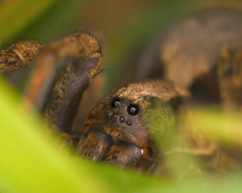 无人,横图,特写,摄影,狼蛛,彩图