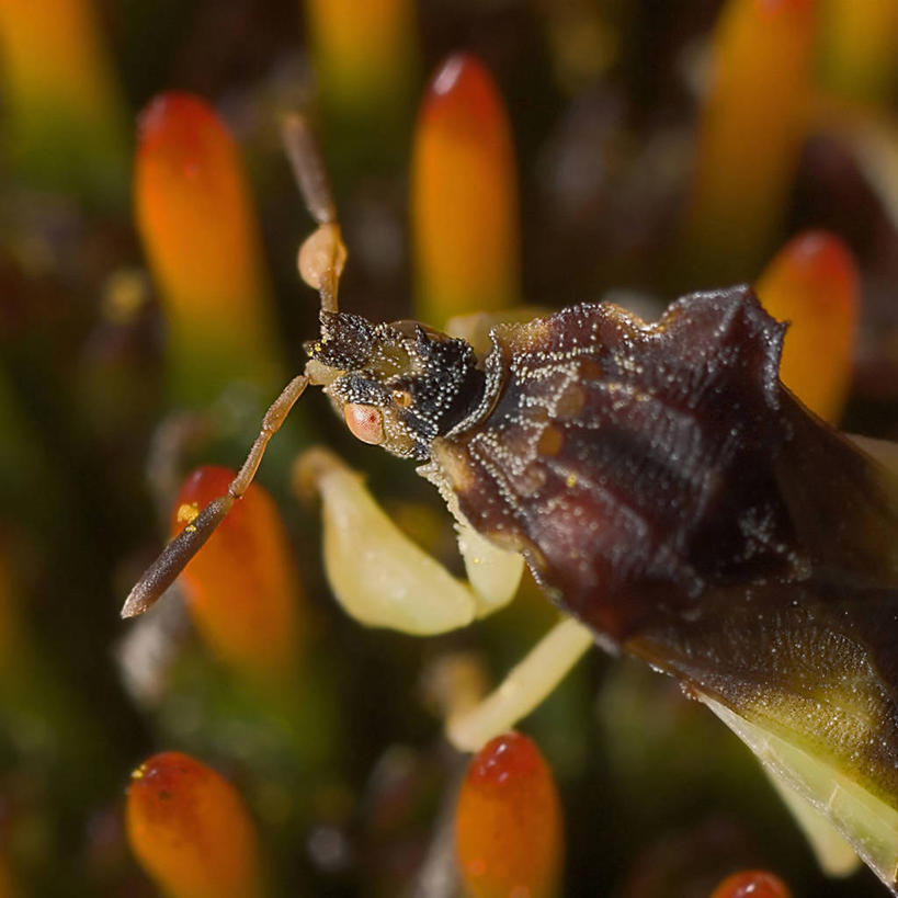 无人,方图,特写,白天,贝壳,科学,昆虫,花,摄影,生物学,胸腔,花粉,授粉,彩图