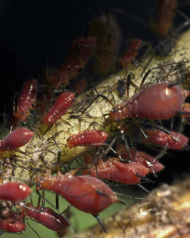 无人,竖图,特写,白天,野生动物,昆虫,茎,动物,摄影,益虫,蚜虫,彩图