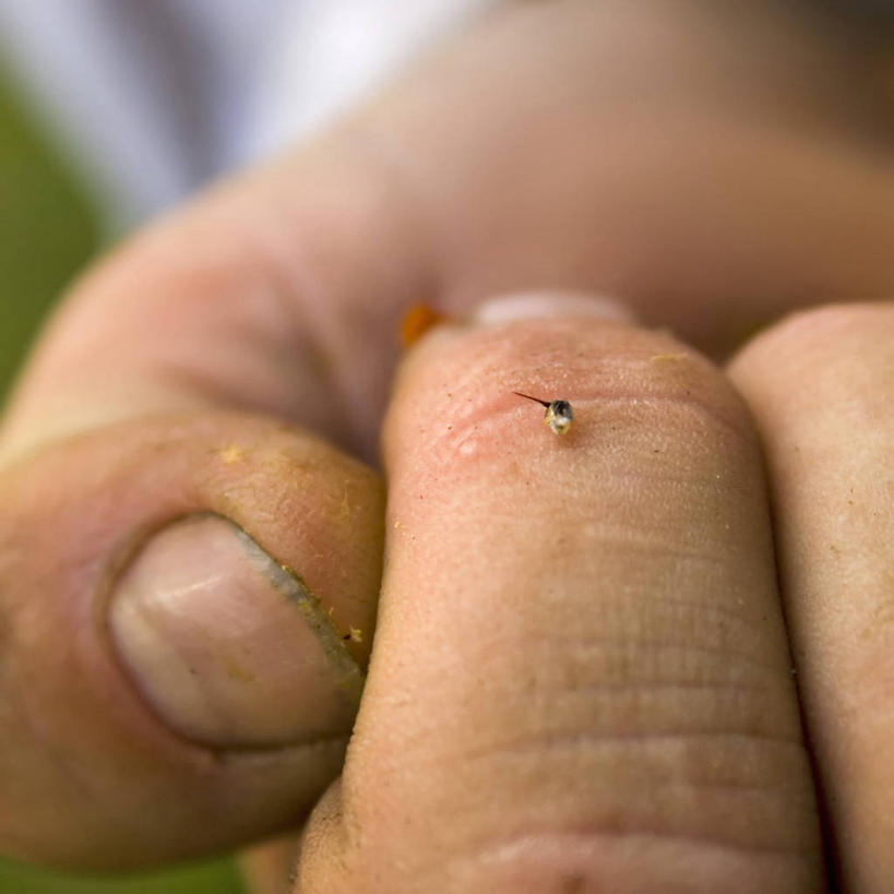 西方人,一个人,方图,室外,特写,白天,蜜蜂,欧洲,欧洲人,朦胧,模糊,动物,摄影,痛苦,螫针,白种人,彩图